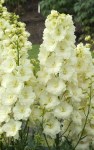 Delphinium elatum Sunkissed1